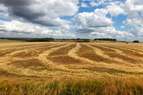 Field of wheat Stock Photos