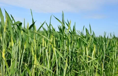 Field of wheat Stock Photos
