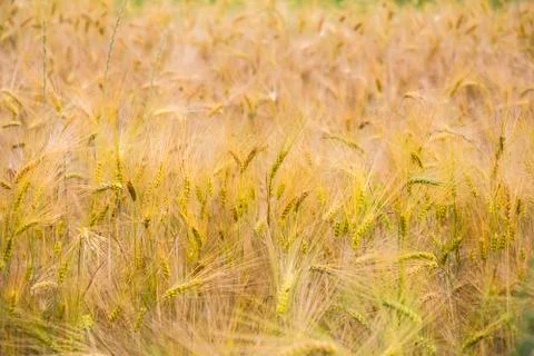 Field of wheat Stock Photos