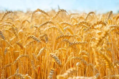 Field of wheat Stock Photos