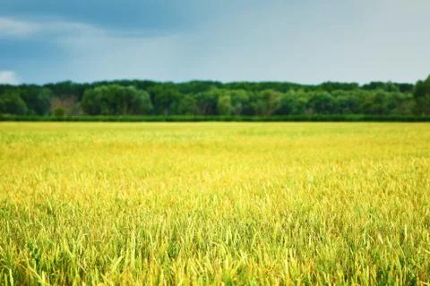 Field of wheat Stock Photos