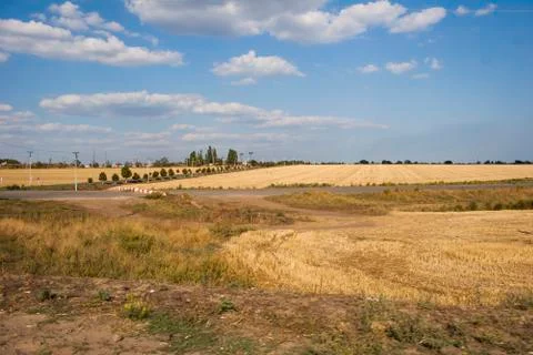 Field with wheat Stock Photos
