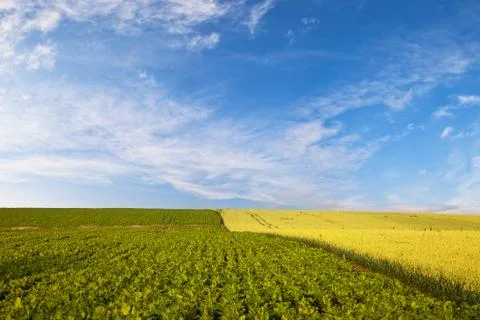 Field of wheat Foto stock