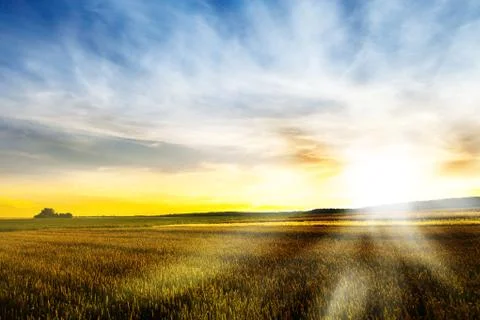 Field of wheat Foto stock