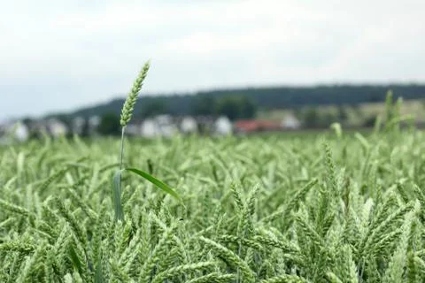 Field of wheat Stock Photos