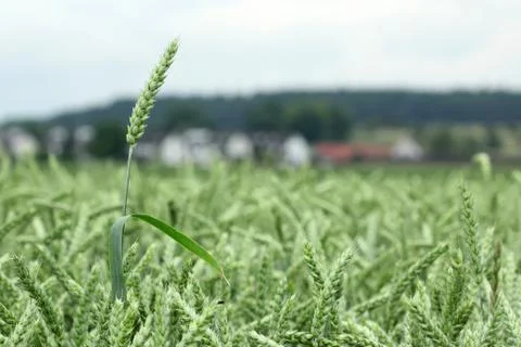 Field of wheat Stock Photos