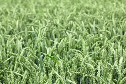 Field of wheat Stock Photos