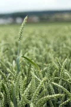 Field of wheat Stock Photos