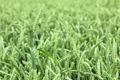 Field of wheat Stock Photos