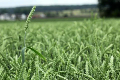 Field of wheat Stock Photos