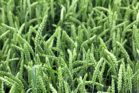 Field of wheat Stock Photos
