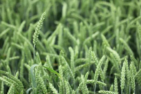 Field of wheat Stock Photos