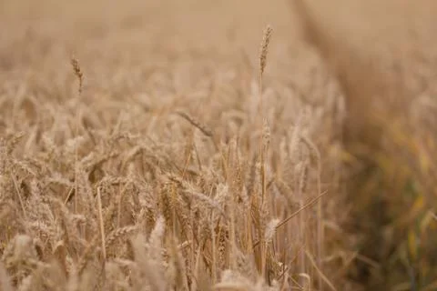 Field of wheat Stock Photos