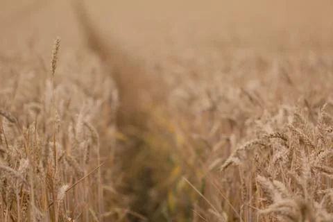 Field of wheat Stock Photos