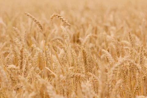 Field of wheat Stock Photos