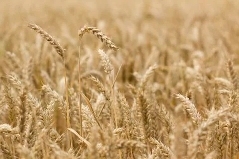 Field of wheat Stock Photos