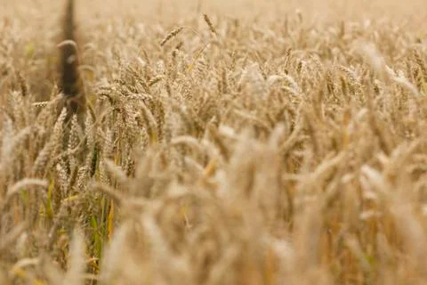 Field of wheat Stock Photos