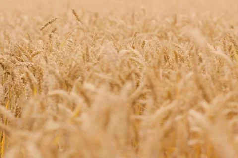 Field of wheat Stock Photos