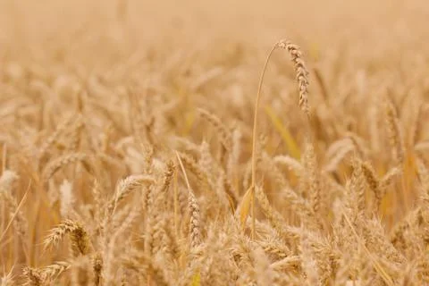 Field of wheat Stock Photos