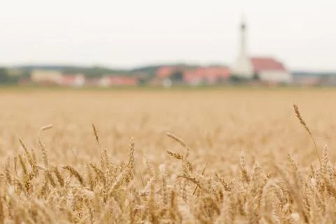Field of wheat Stock Photos