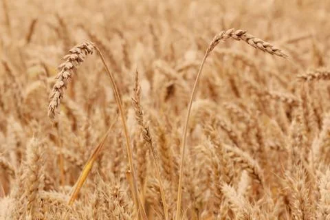 Field of wheat Foto stock