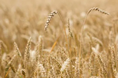 Field of wheat Stock Photos