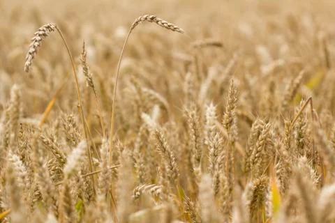 Field of wheat Stock Photos