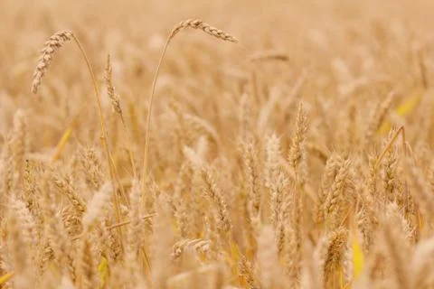Field of wheat Stock Photos