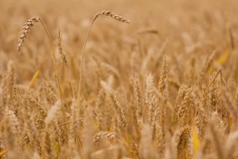 Field of wheat Stock Photos