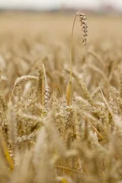 Field of wheat Stock Photos