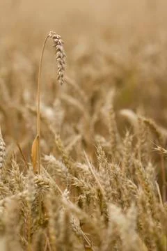 Field of wheat Foto stock