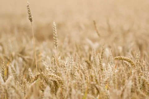 Field of wheat Stock Photos