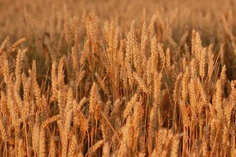 Field of wheat Stock Photos