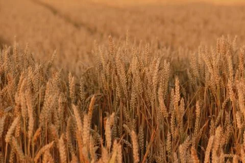 Field of wheat Stock Photos