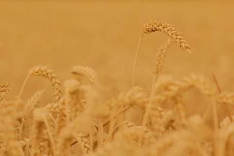 Field of wheat Stock Photos