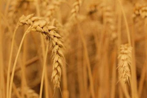 Field of wheat Stock Photos