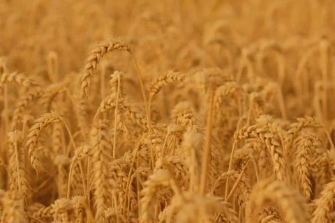 Field of wheat Stock Photos