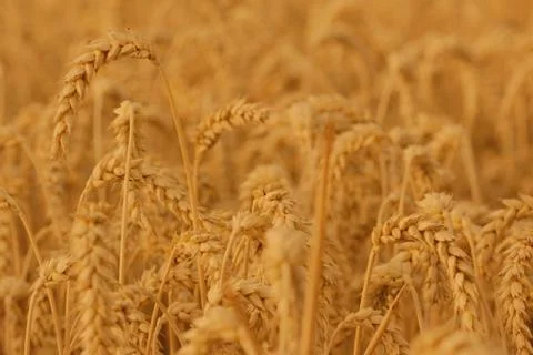 Field of wheat Stock Photos