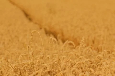 Field of wheat Stock Photos