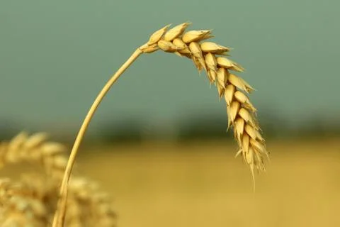 Field of wheat Stock Photos