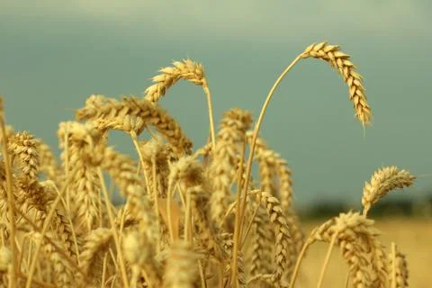 Field of wheat Stock Photos