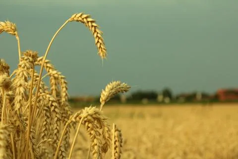 Field of wheat Foto stock