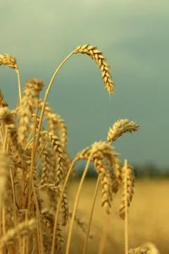 Field of wheat Stock Photos