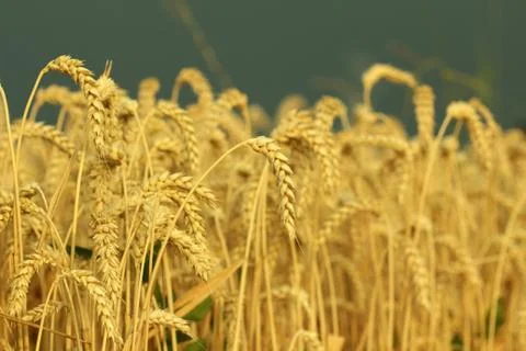 Field of wheat Stock Photos