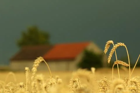 Field of wheat Stock Photos