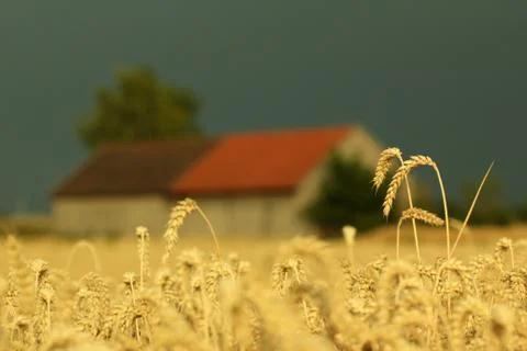 Field of wheat Stock Photos