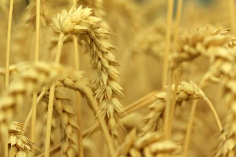 Field of wheat Stock Photos