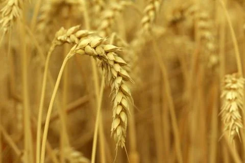 Field of wheat Stock Photos