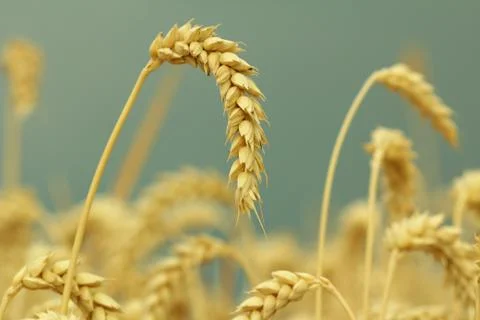 Field of wheat Stock Photos