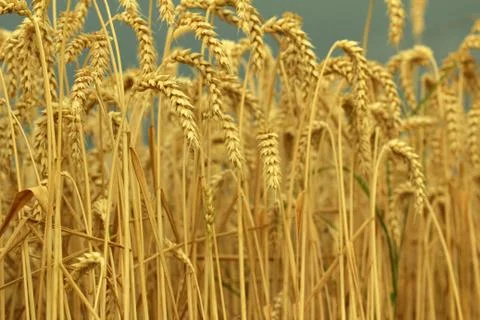 Field of wheat Stock Photos
